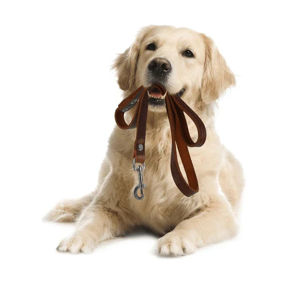 Dog Leashes