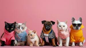 Pet Clothes