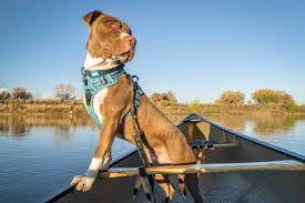 Dog Collars & Harnesses
