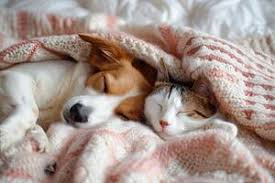 Beds and Blankets