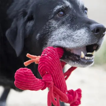 Mccracken Lobsta™ Knottie® Plush Dog Toy